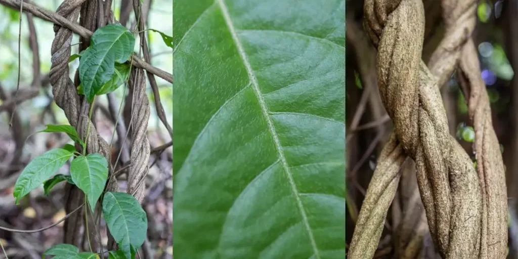 Banisteriopsis-Caapi-Ayahuasca-Plant-leaf-and-vine-fot-BillyJazz