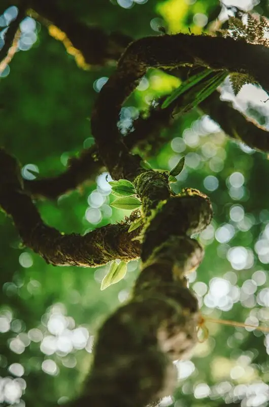 ayahuasca-vine-jungle
