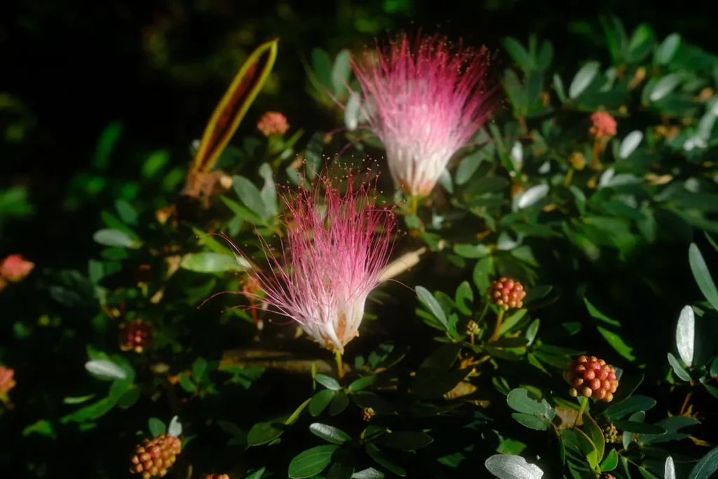 Bobinsana popular plant for master plant dieta Shipibo