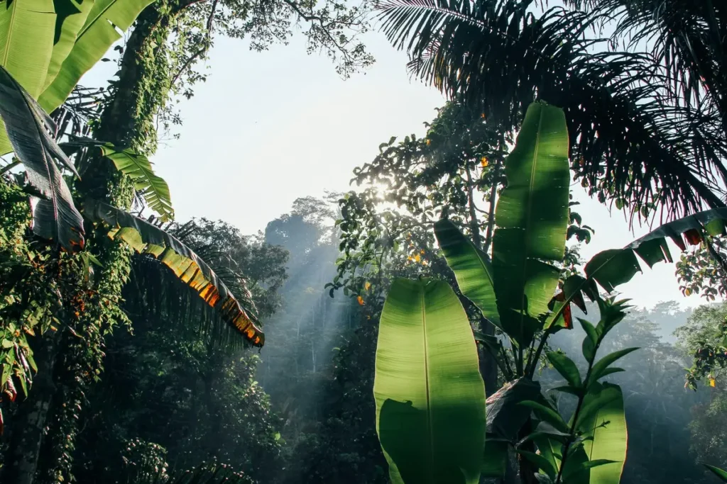 jungle-amazon-03