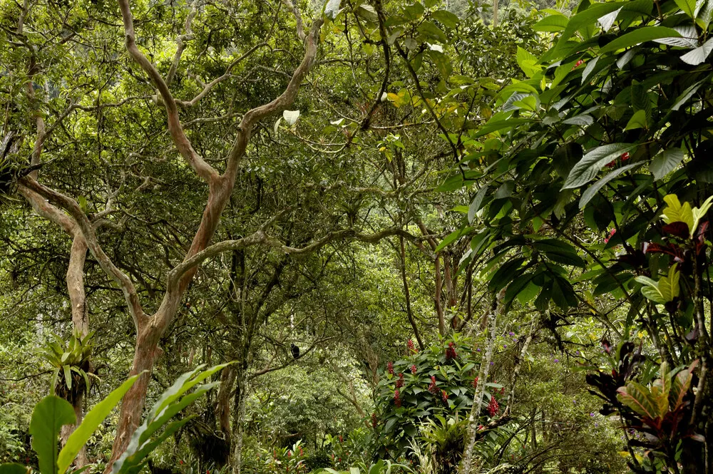mindo-ecuador-san-pedro (16)