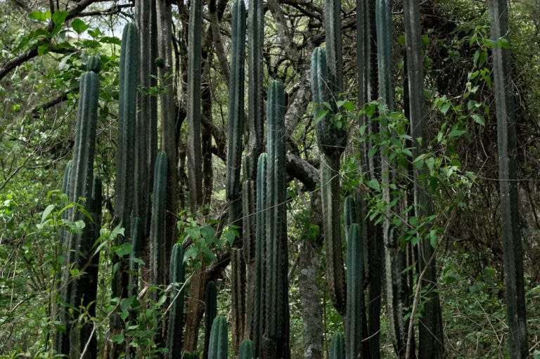 huachuma san pedro cactus, plant in ecuadaorian mountains
